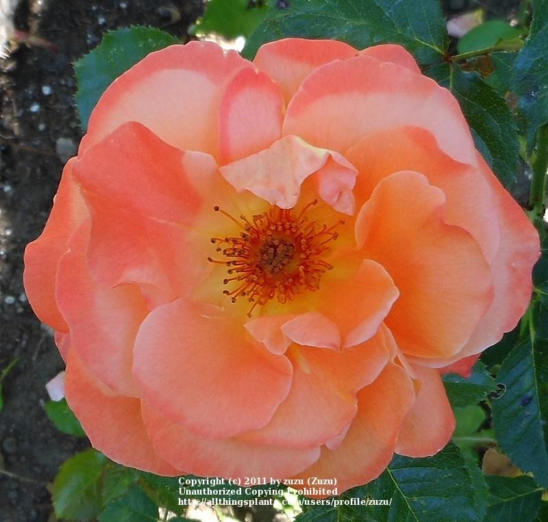 Photo of Rose (Rosa 'New Year') uploaded by zuzu