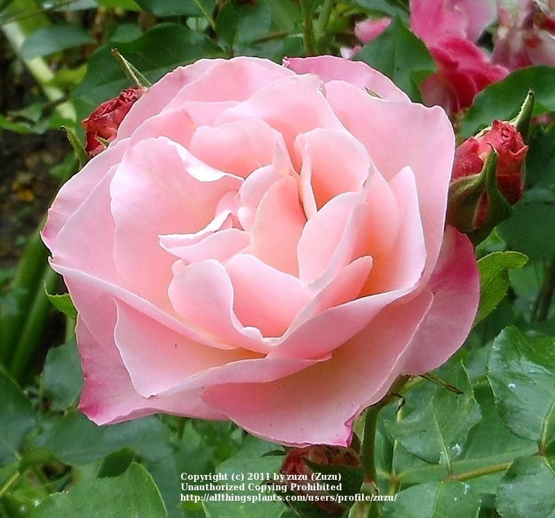 Photo of Rose (Rosa 'Sequoia Ballet') uploaded by zuzu