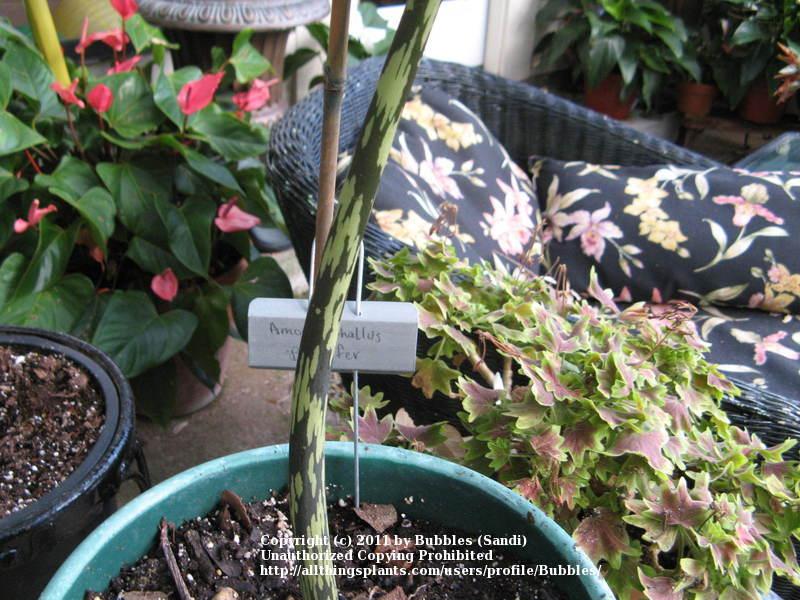 Photo of Voodoo Lily (Amorphophallus bulbifer) uploaded by Bubbles