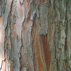 Location: Western Kentucky
Date: Summer 2010
Notice the red layer beneath the outer bark
