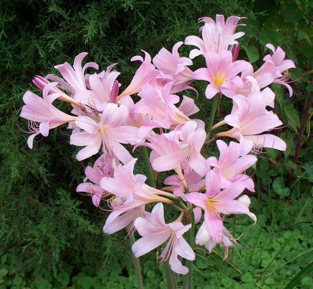 Photo of Surprise Lily (Lycoris squamigera) uploaded by Sharon