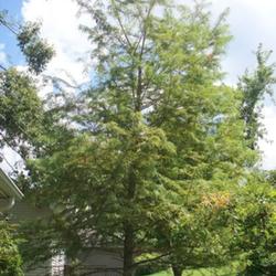 Location: Western Kentucky
Date: Summer 2010
A 20 year old bald cypress