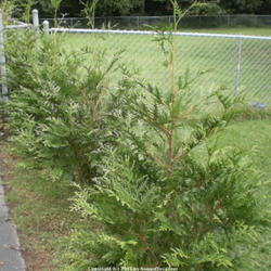 Location: Middle Tennessee
Date: 9/18/2011
A hedge of young Thuja 'Green Giant'