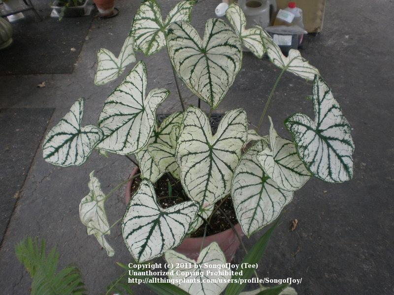 Photo of Fancy-leaf Caladium (Caladium 'White Christmas') uploaded by SongofJoy
