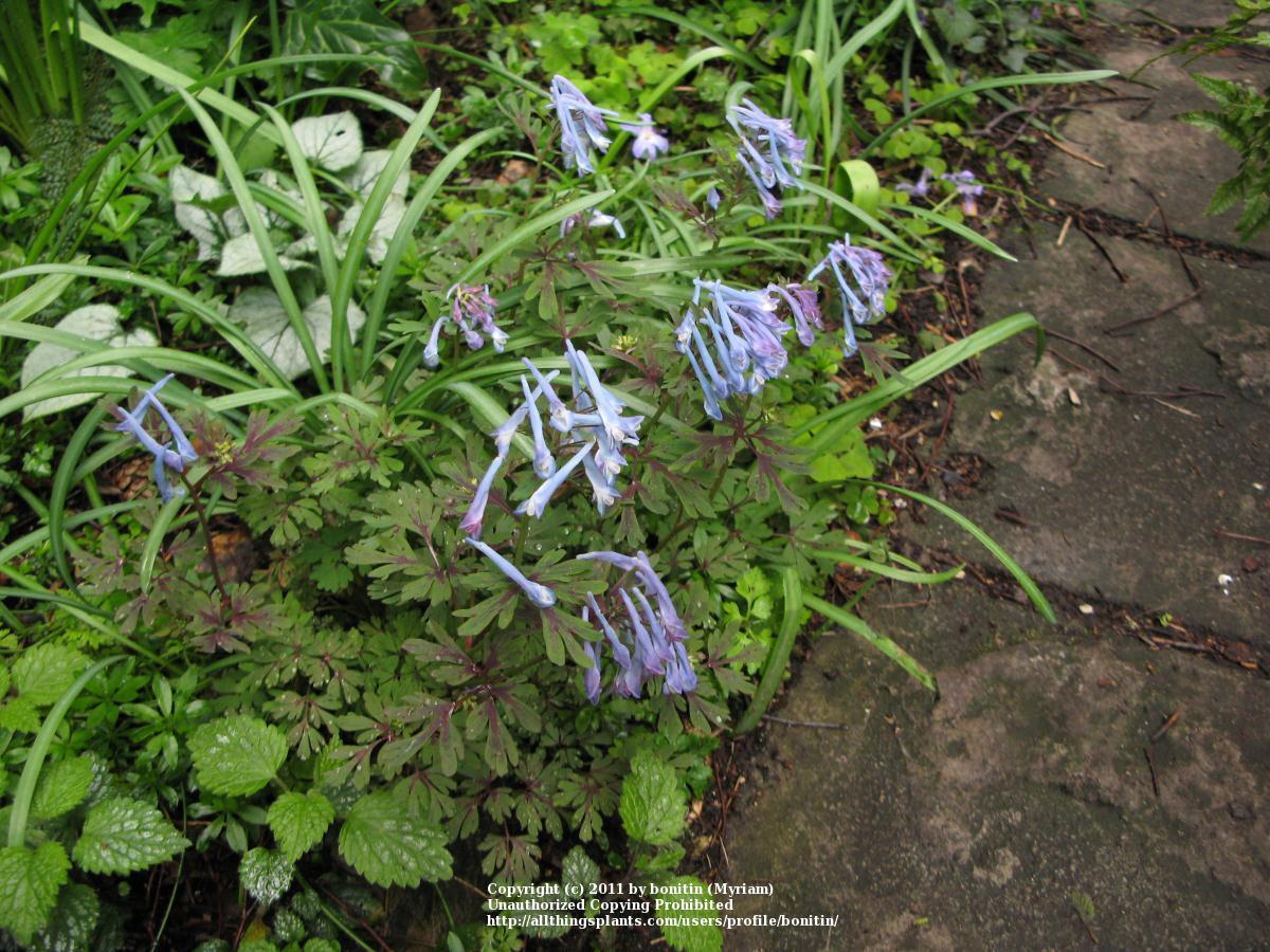 Photo of Blue Corydalis (Corydalis flexuosa 'Purple Leaf') uploaded by bonitin