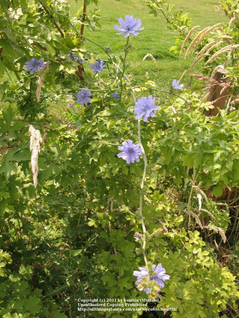 Photo of Chicory (Cichorium intybus) uploaded by bonitin