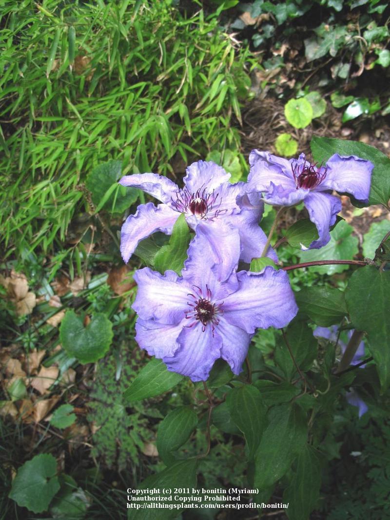Photo of Clematis 'The First Lady' uploaded by bonitin