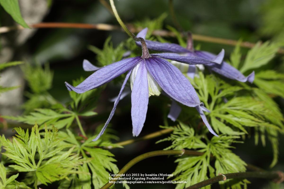 Photo of Clematis (Clematis alpina) uploaded by bonitin
