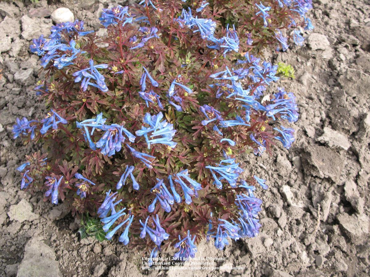 Photo of Blue Corydalis (Corydalis flexuosa 'Purple Leaf') uploaded by bonitin