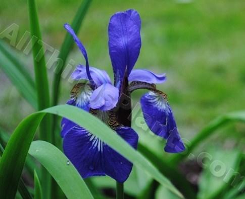 Photo of Siberian Iris (Iris 'Caesar's Brother') uploaded by chelle