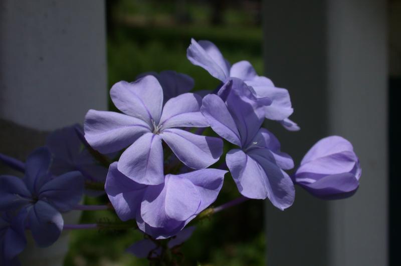 Photo of Plumbago (Plumbago auriculata) uploaded by dave