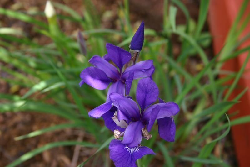Photo of Siberian Iris (Iris 'Caesar's Brother') uploaded by dave