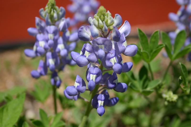 Photo of Texas Bluebonnet (Lupinus texensis) uploaded by dave