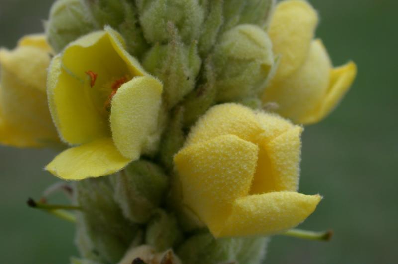 Photo of Common Mullein (Verbascum thapsus) uploaded by dave