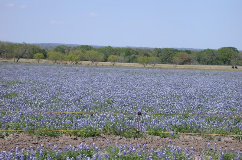 Photo of Texas Bluebonnet (Lupinus texensis) uploaded by dave