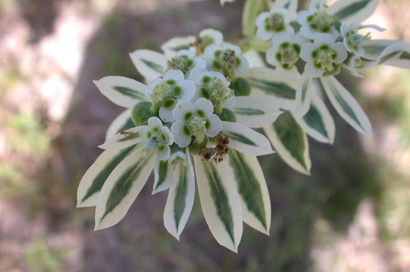 Photo of Snow on the Mountain (Euphorbia marginata) uploaded by dave