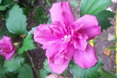 Photo of Roses of Sharon (Hibiscus syriacus) uploaded by hementia