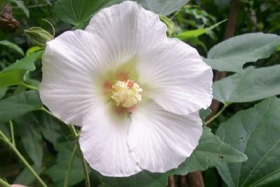 Photo of Roses of Sharon (Hibiscus syriacus) uploaded by hementia
