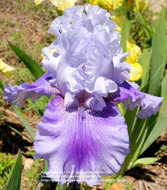 Photo of Tall Bearded Iris (Iris 'Solo Flight') uploaded by patrob