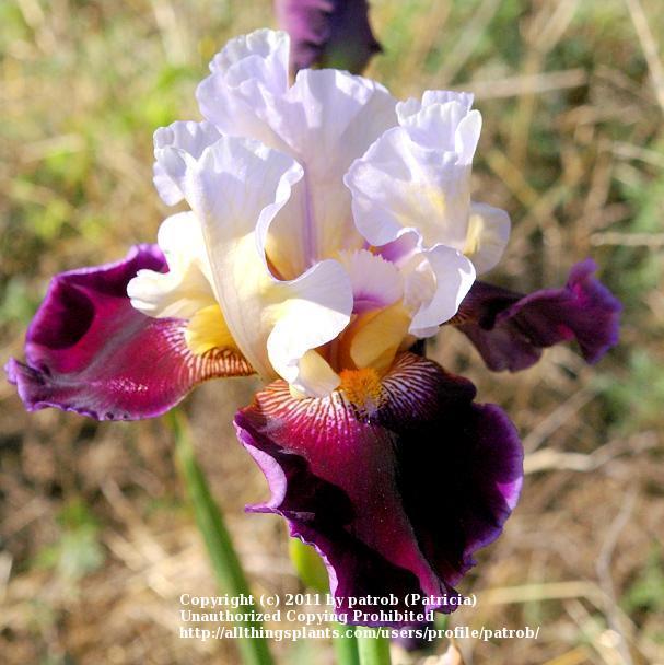 Photo of Tall Bearded Iris (Iris 'Fashion Passion') uploaded by patrob