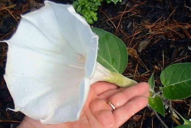Photo of Jimson Weed (Datura innoxia) uploaded by vic