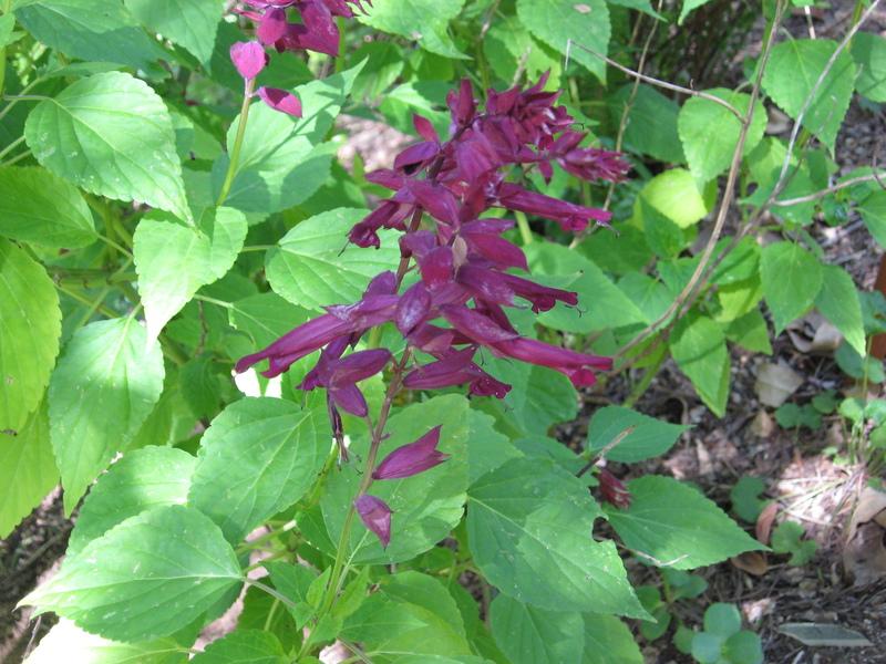 Photo of Vanhoutte's Brazil Sage (Salvia splendens 'Paul') uploaded by wcgypsy