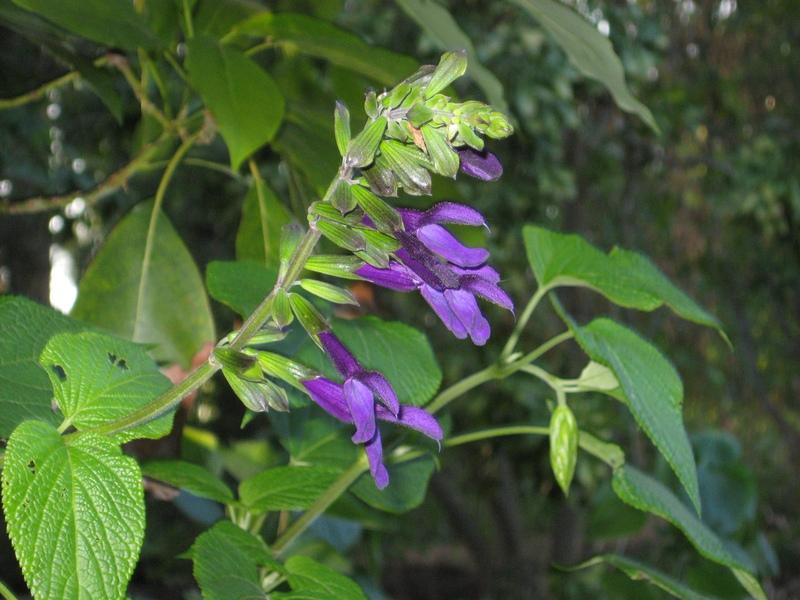 Photo of Sage (Salvia 'Jean's Purple Passion') uploaded by wcgypsy