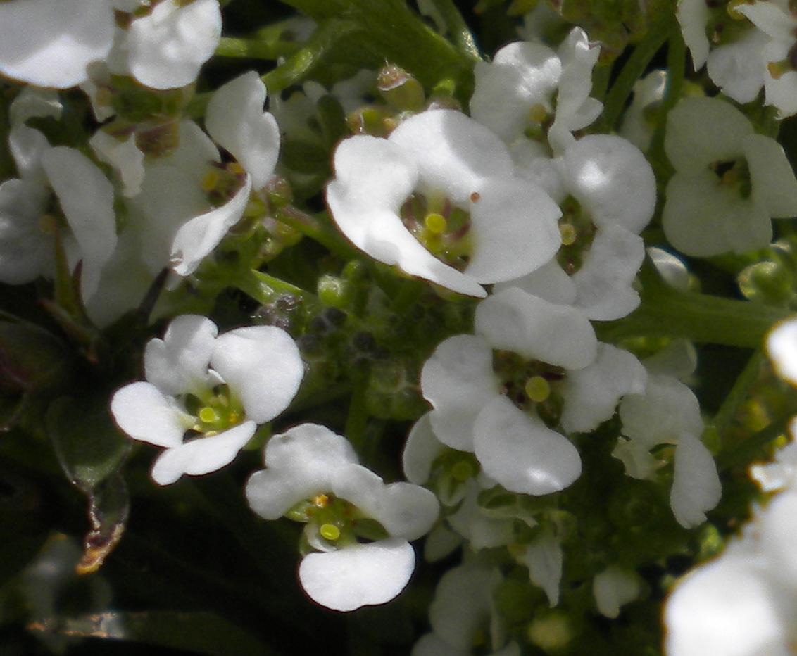Photo of Sweet Alyssum (Lobularia maritima 'Snow Crystals') uploaded by woofie