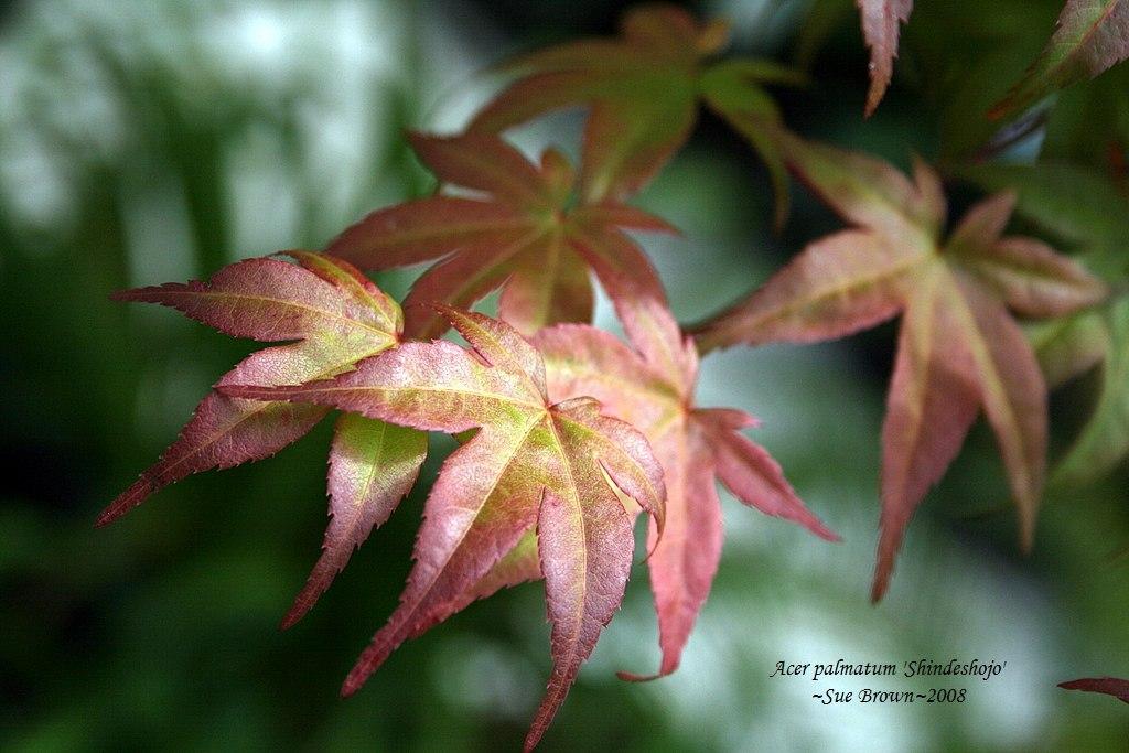 Photo of Japanese Maple (Acer palmatum 'Shin Deshojo') uploaded by Calif_Sue
