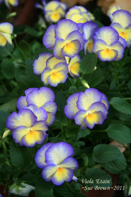 Photo of Violet (Viola 'Etain') uploaded by Calif_Sue