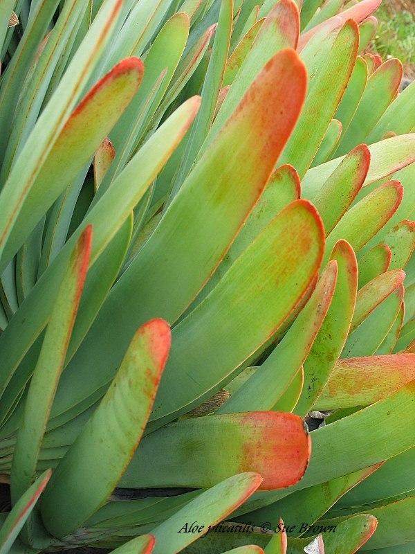 Photo of Fan Aloe (Kumara plicatilis) uploaded by Calif_Sue
