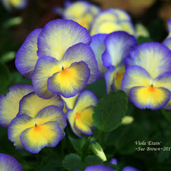 February's Flower: Violas (Violets and Pansies)