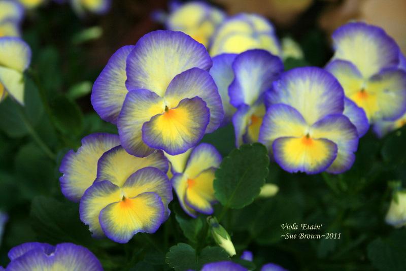 Photo of Violet (Viola 'Etain') uploaded by Calif_Sue