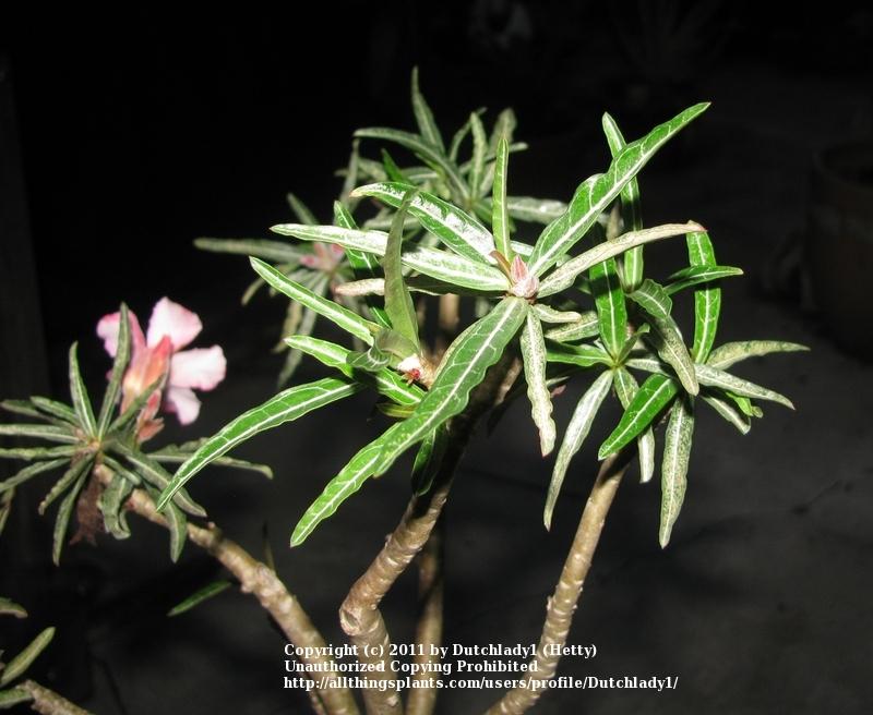 Photo of Desert Rose (Adenium obesum) uploaded by Dutchlady1