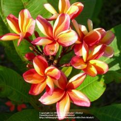 Location: Southwest Florida
Date: summer 2009
These blooms are some of the most vibrant orange around, and inte