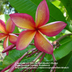Location: Southwest Florida
Date: summer 2010
aka Pauahi Ali'i - a vibrant plumeria from Hawai'i