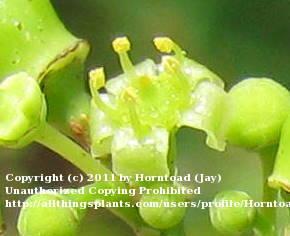 Photo of Peppervine (Nekemias arborea) uploaded by Horntoad