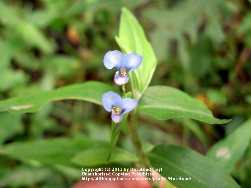 Photo of Climbing Dayflower (Commelina diffusa subsp. diffusa) uploaded by Horntoad