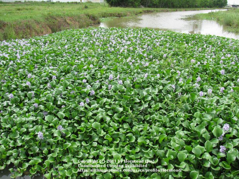 Photo of Water Hyacinth (Eichhornia crassipes) uploaded by Horntoad
