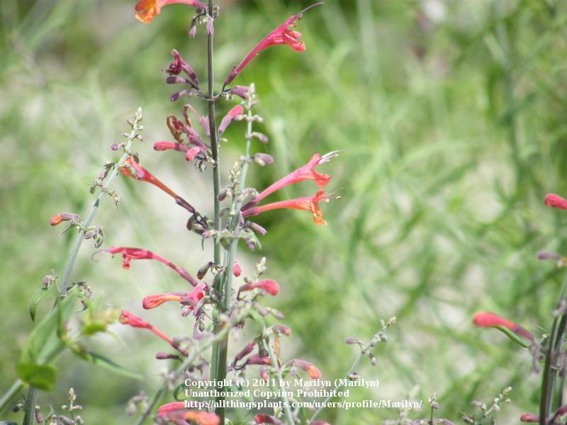 Photo of Red Hummingbird Mint (Agastache aurantiaca Coronado® Red) uploaded by Marilyn