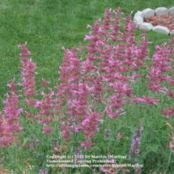 Location: My garden in Kentucky
Date: July 2007