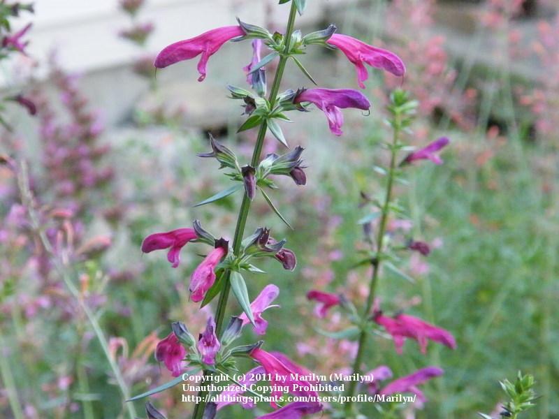 Photo of Big Red Sage (Salvia penstemonoides) uploaded by Marilyn