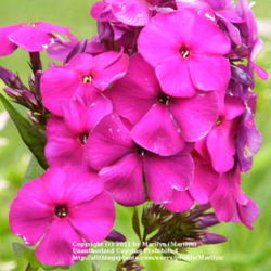 Location: My garden in Kentucky
Date: Jun 12, 2010 9:33 PM
Beautiful color!