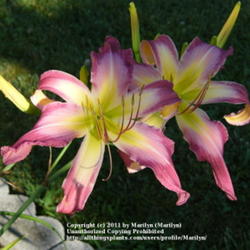 Location: My garden in Kentucky
Date: July 13, 2011 in the evening
Love this gorgeous Daylily!