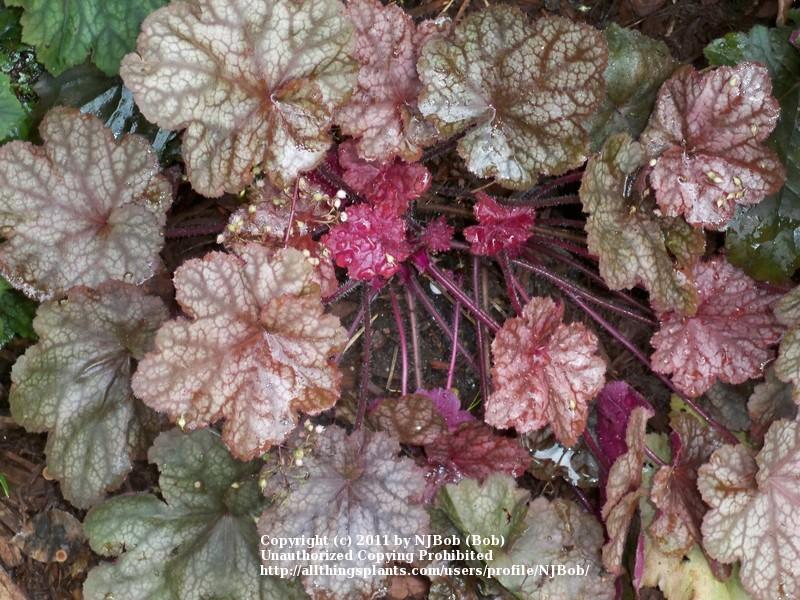 Photo of Coral Bells (Heuchera villosa 'Beaujolais') uploaded by NJBob
