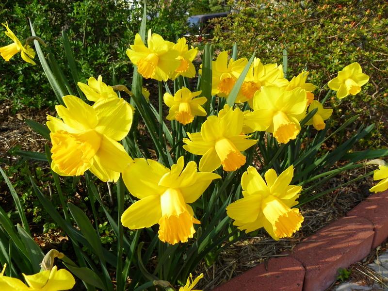 Photo of Trumpet Daffodil (Narcissus 'York Minster') uploaded by Newyorkrita