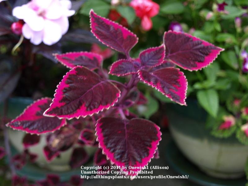 Photo of Coleus (Coleus scutellarioides Stained Glassworks™ Trailing Plum) uploaded by Onewish1