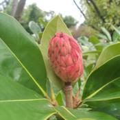 First seedpod on this young magnolia