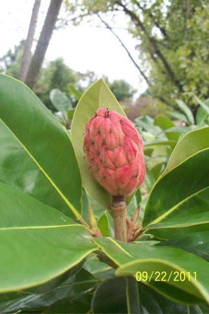 Photo of Southern Magnolia (Magnolia grandiflora) uploaded by Sharon