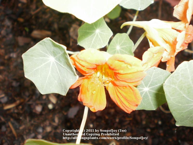 Photo of Nasturtium (Tropaeolum majus 'Scarlet Gleam') uploaded by SongofJoy